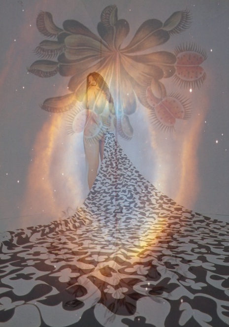 the-flytrap-and-the-petal